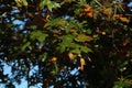 Pin oak leaves at the start of the autumn season Royalty Free Stock Photo