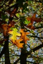 Pin Oak Leaves Royalty Free Stock Photo