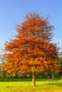 Pin oak, Quercus palustris as Park tree in lawn Royalty Free Stock Photo