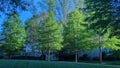Pin oak tree green leaves during spring season Royalty Free Stock Photo
