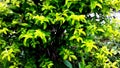 A pin plant, stems with many branches, clumps of shrubs, small green leaves Royalty Free Stock Photo