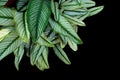 Pin-stripe Calathea Calathea ornata, tropical foliage plant le