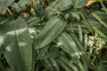 Pin stripe plant in Queen Sirikit botanical garden in Chaing Mai