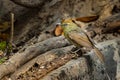 Pin-striped Tit Babbler perching on old tree bark looking into a distance Royalty Free Stock Photo