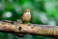 Pin-striped Tit Babbler Wet on the branches in nature