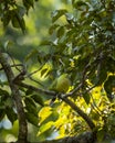 Pin tailed green pigeon or Treron apicauda on tree at dhikala jim corbett national park uttarakhand india asia