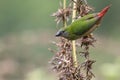 Pin-tailed Parrot finch bird in nature