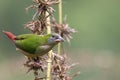 Pin-tailed Parrot finch bird in nature