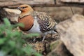 Pin-tailed sandgrouse