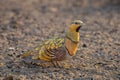 Pin-tailed sandgrouse Pterocles alchata in the Middle East desert close up Royalty Free Stock Photo