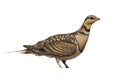 Pin-tailed sandgrouse, Pterocles alchata Royalty Free Stock Photo