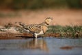 Pin-tailed sandgrouse, Pterocles alchata Royalty Free Stock Photo