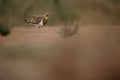 Pin-tailed sandgrouse, Pterocles alchata Royalty Free Stock Photo