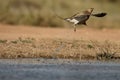 Pin-tailed sandgrouse, Pterocles alchata Royalty Free Stock Photo