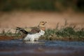 Pin-tailed sandgrouse, Pterocles alchata Royalty Free Stock Photo