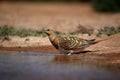 Pin-tailed sandgrouse, Pterocles alchata Royalty Free Stock Photo