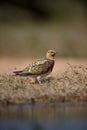 Pin-tailed sandgrouse, Pterocles alchata Royalty Free Stock Photo