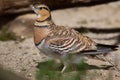 Pin-tailed sandgrouse (Pterocles alchata). Royalty Free Stock Photo