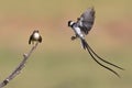 Pin tailed Whydah Royalty Free Stock Photo