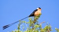 Pin-tailed whydah Royalty Free Stock Photo
