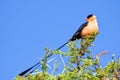 Pin-tailed whydah Royalty Free Stock Photo