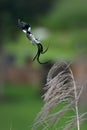 Pin tailed Whydah Royalty Free Stock Photo