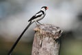 Pin-tailed Whydah