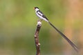 Pin-tailed Whydah Royalty Free Stock Photo
