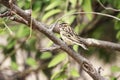 Pin-tailed Whydah - female