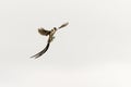 Pin tailed whydah in flight