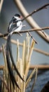 Pin-tailed whydah