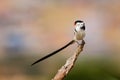 Pin tailed Whydah