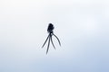 Pin-tailed whydah Vidua macroura , with black back and crown, with four very long curved black feathers in tail