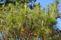 The Pinaceae pine family Royalty Free Stock Photo