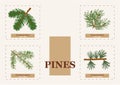 Pines