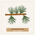 Larix decidua - European larch