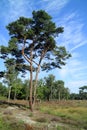 Pinaceae tree and heath in Europe Royalty Free Stock Photo