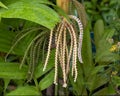 Pinanga Caesia in the Fort Worth Botanic Garden in Texas.