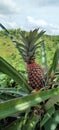 Pinaple at the mountain Royalty Free Stock Photo