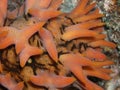 Pinaple Sea Cucumber Royalty Free Stock Photo