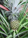 Pinaple in the wild Royalty Free Stock Photo