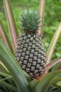 Pinaple in the wild Royalty Free Stock Photo