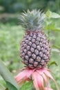 Pinaple in the wild Royalty Free Stock Photo