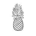 Pinaplle sketch. Tropical fruit. Doodle isolated illustration