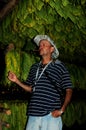 Cuban farmer showing his tabacco leaves driyng in a hut in Vinales.