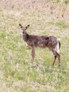 Pinawa MB: Deer grazing along highway