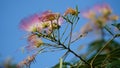Pinc Acacia tree and flower Royalty Free Stock Photo
