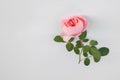 Pinc english rose flower at white background with copy space Royalty Free Stock Photo