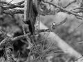 Pincers trimming needles bonsai treetop from wrong twigs Royalty Free Stock Photo