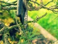 Pincers trimming needles bonsai treetop from wrong twigs Royalty Free Stock Photo